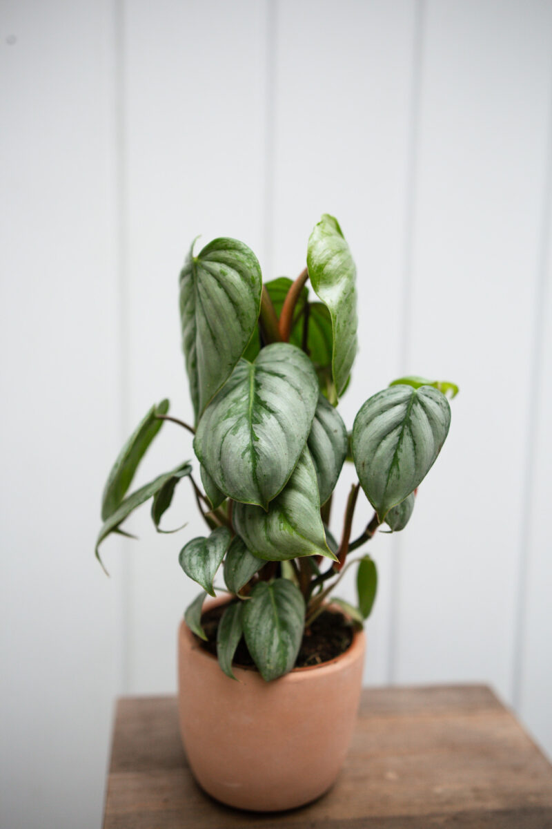 Philodendron Sodiroi