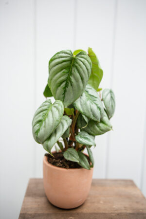 Philodendron Sodiroi