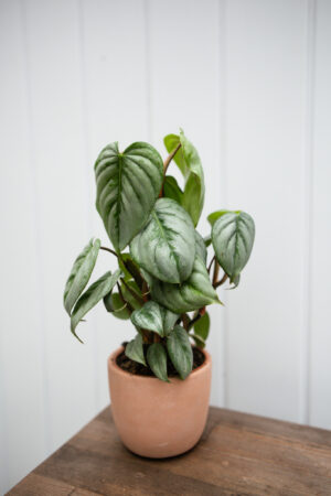 Philodendron Sodiroi