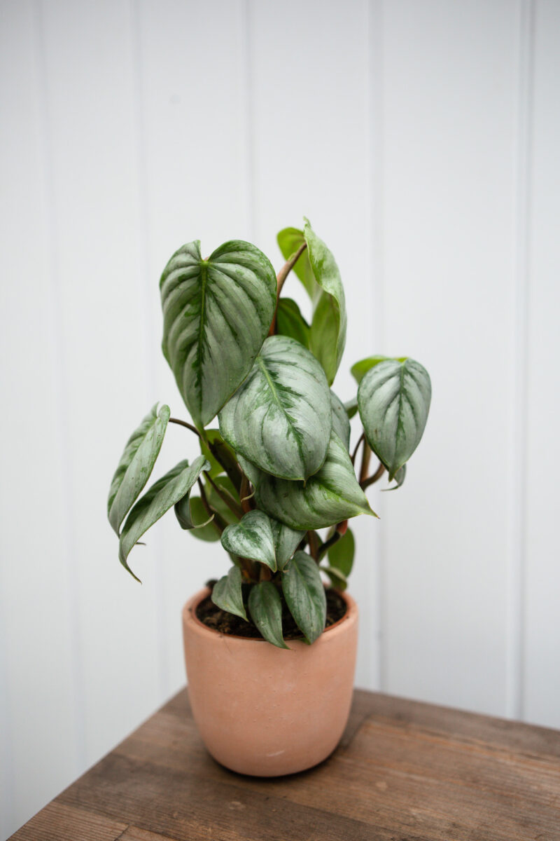 Philodendron Sodiroi