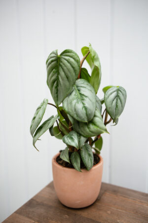 Philodendron Sodiroi