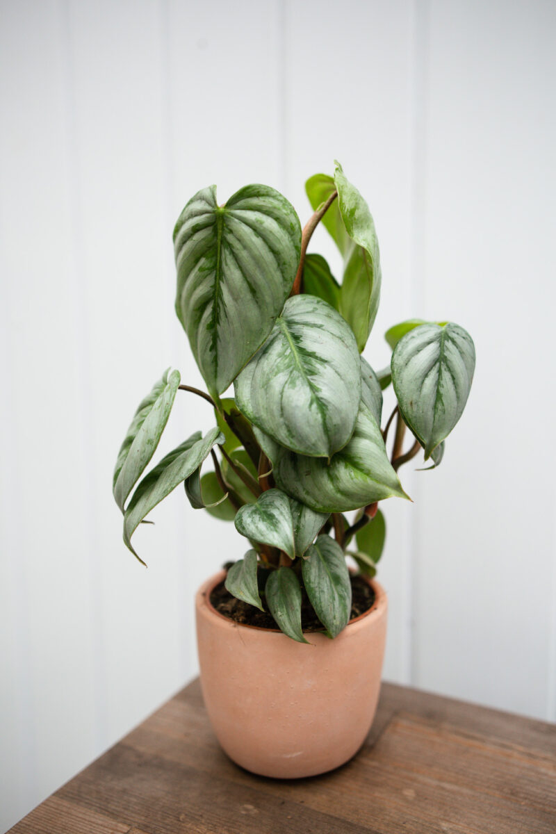Philodendron Sodiroi