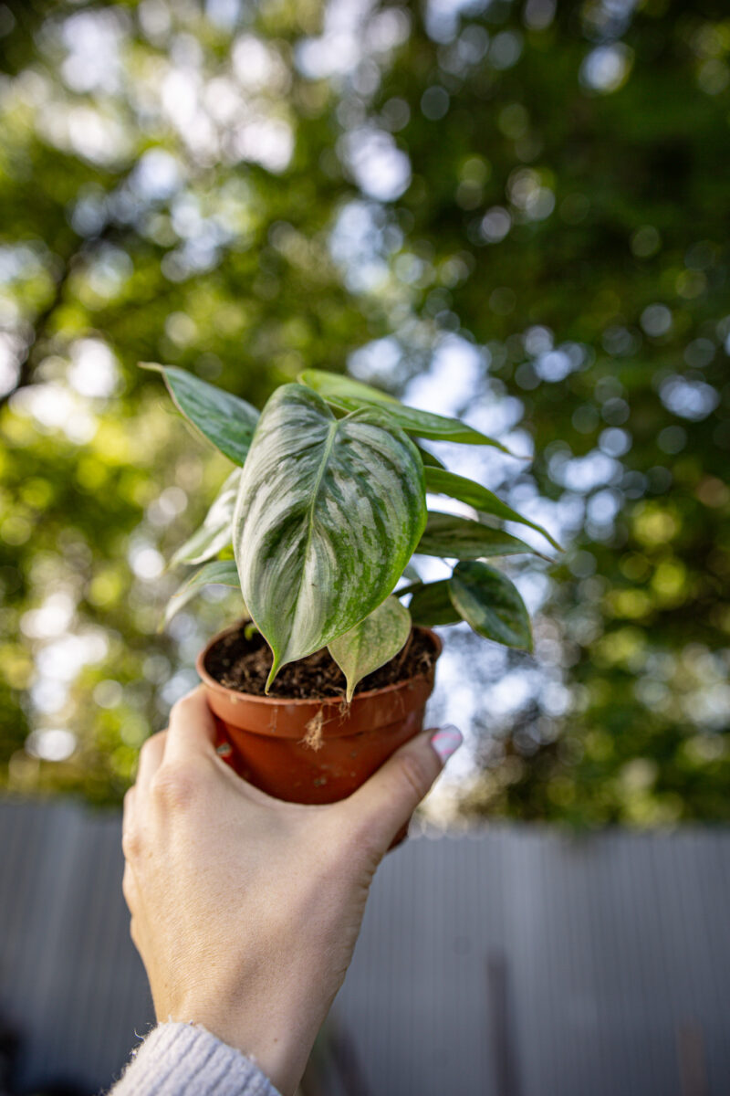 Philodendron Sodiroi