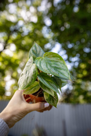 Philodendron Sodiroi