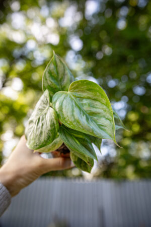 Philodendron Sodiroi