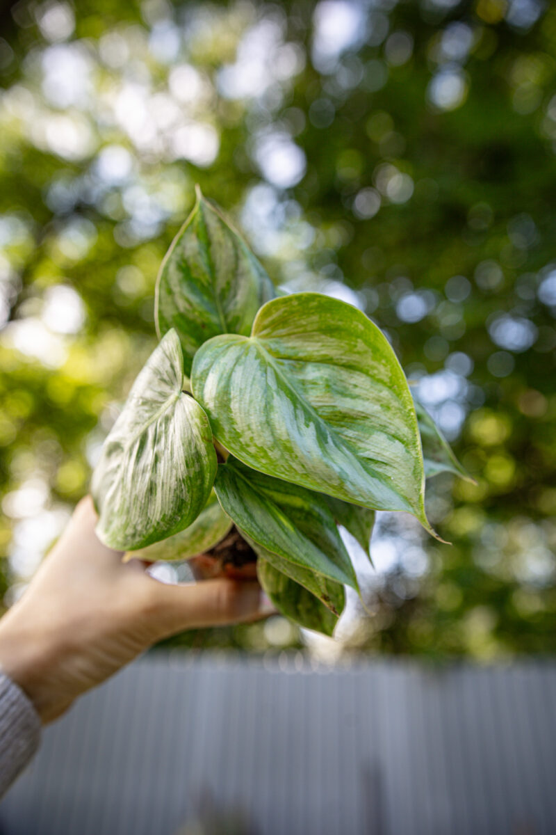 Philodendron Sodiroi