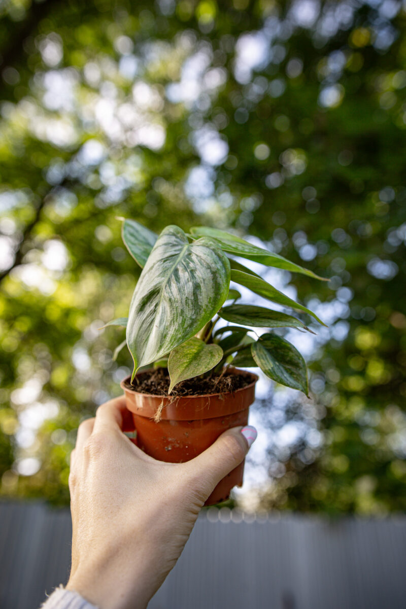 Philodendron Sodiroi