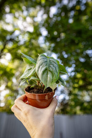 Philodendron Sodiroi