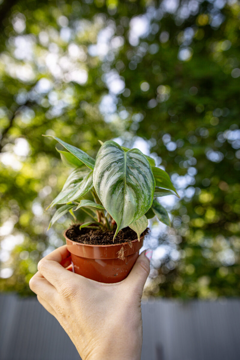 Philodendron Sodiroi