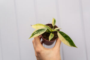 Philodendron Florida Beauty