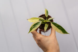 Philodendron Florida Beauty