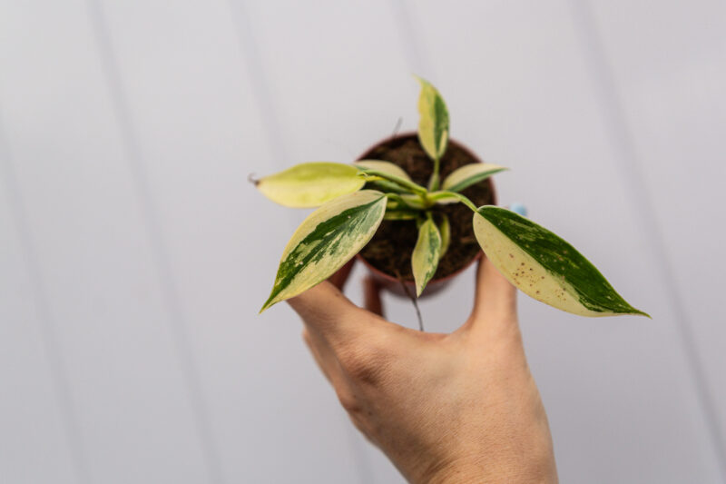 Philodendron Florida Beauty
