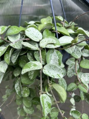 Hoya Mathilde Splash