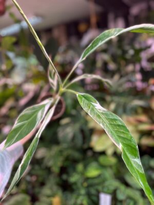 Bananowiec variegata Musa  Florida