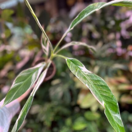 Bananowiec variegata Musa  Florida