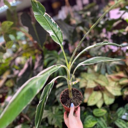 Bananowiec variegata Musa  Florida
