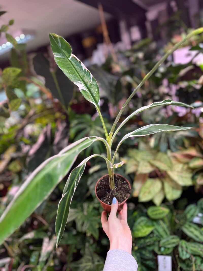 Bananowiec variegata Musa  Florida
