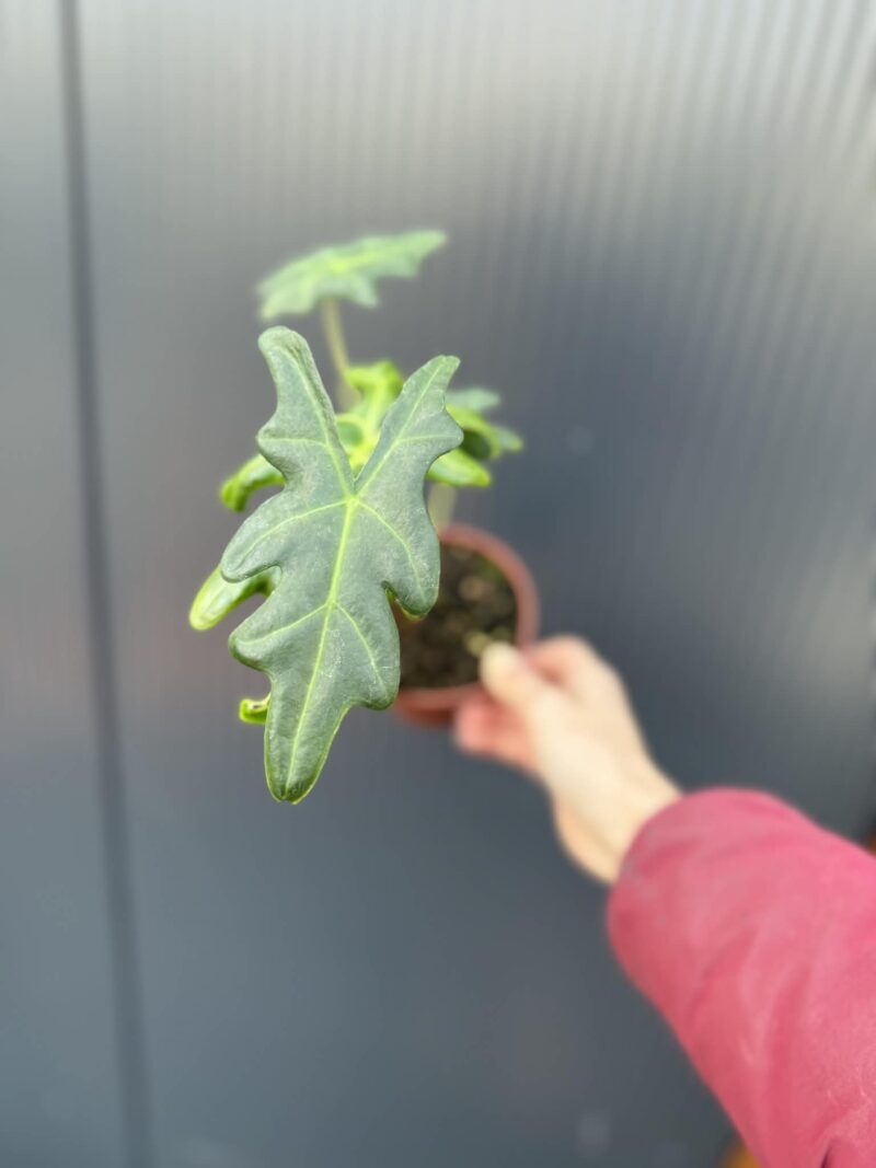 Alocasia Portei