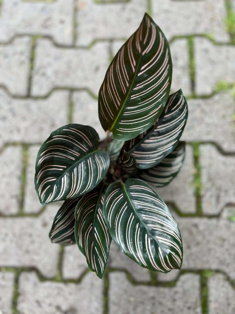 Calathea ornata ‘Sanderiana’