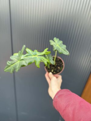Alocasia Portei