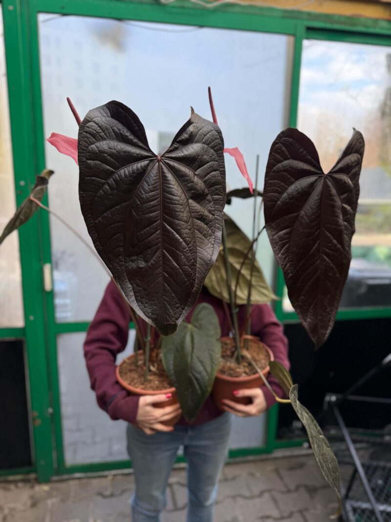 Anthurium Queen of Hearts