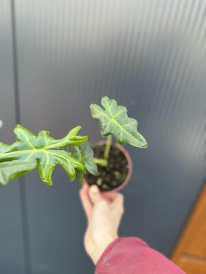Alocasia Portei