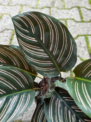 Calathea ornata ‘Sanderiana’