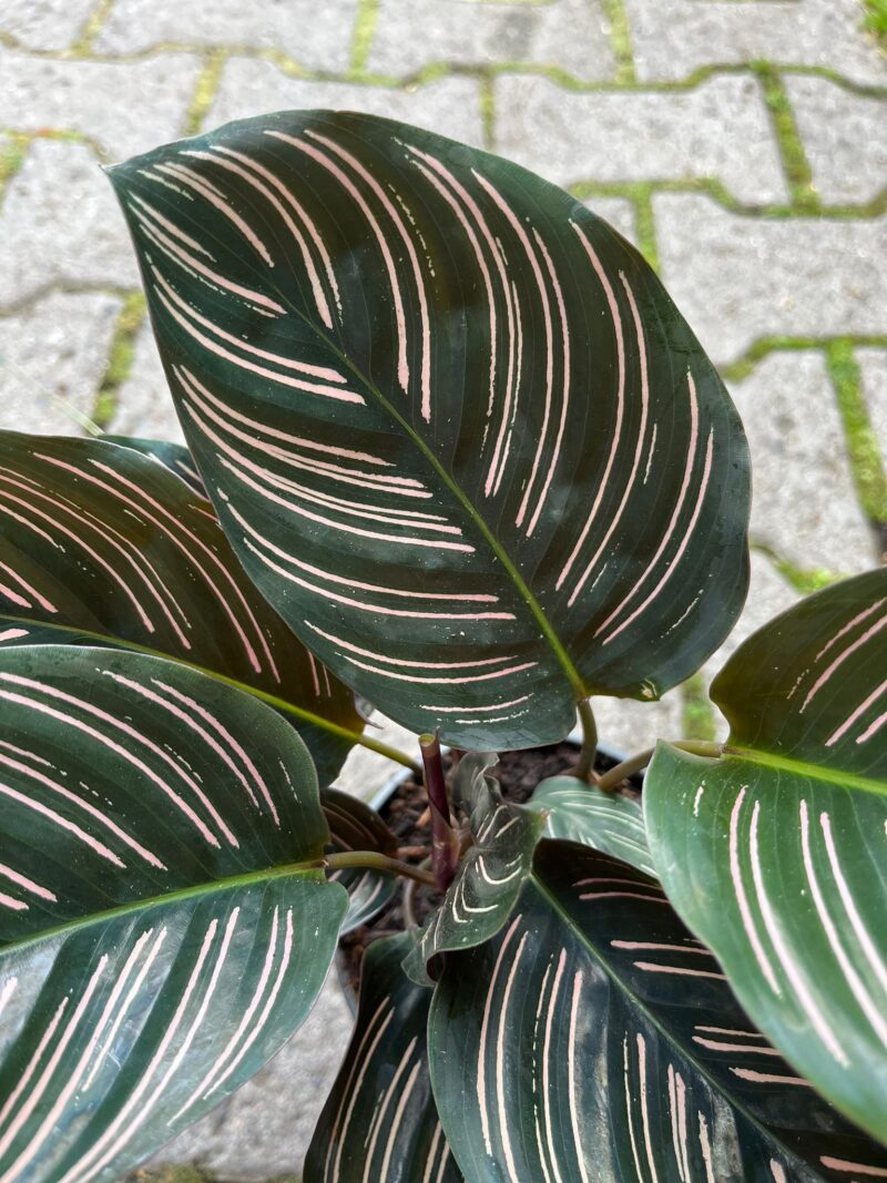 Calathea ornata ‘Sanderiana’