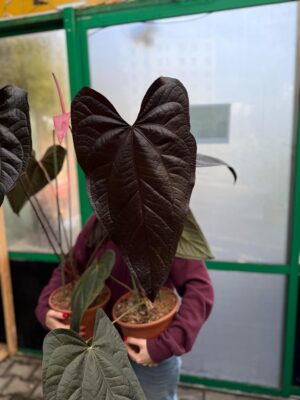Anthurium Queen of Hearts