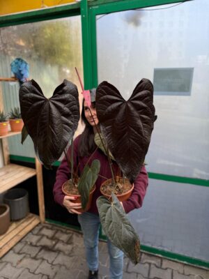 Anthurium Queen of Hearts