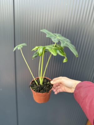 Alocasia Portei