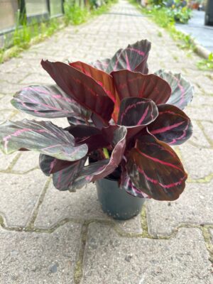 Calathea roseopicta ‘Dottie’