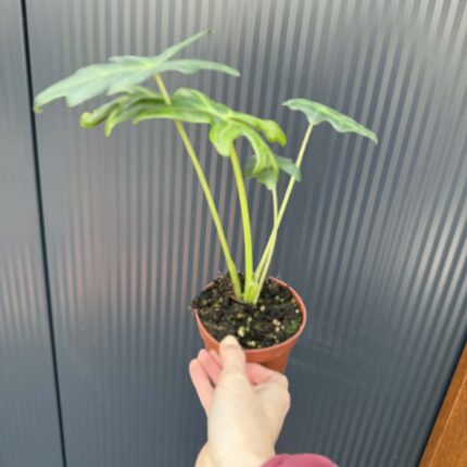 Alocasia Portei