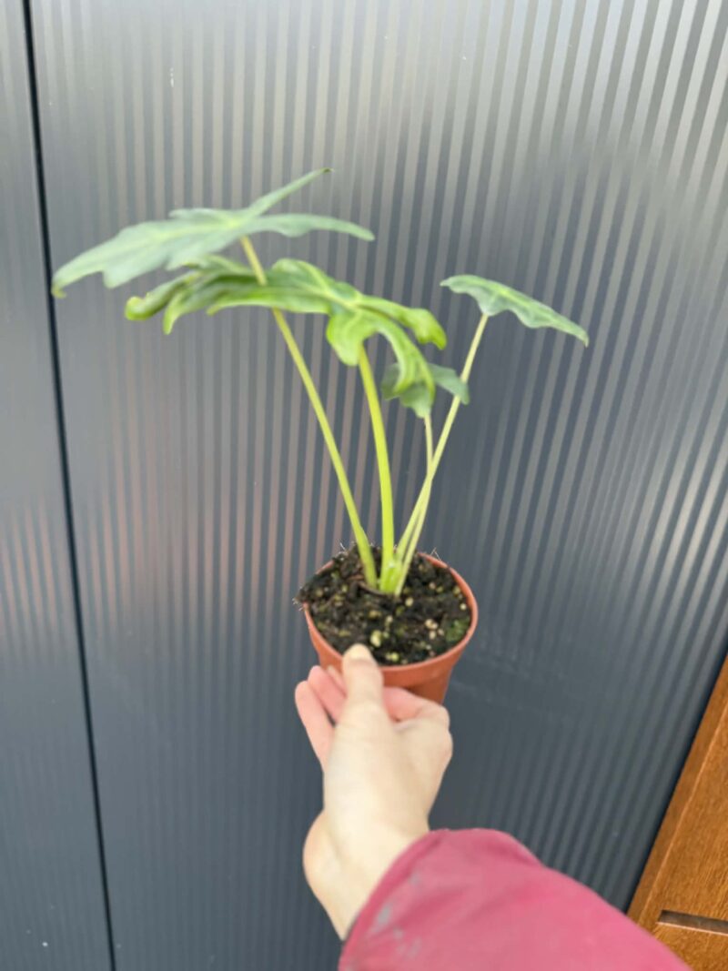Alocasia Portei