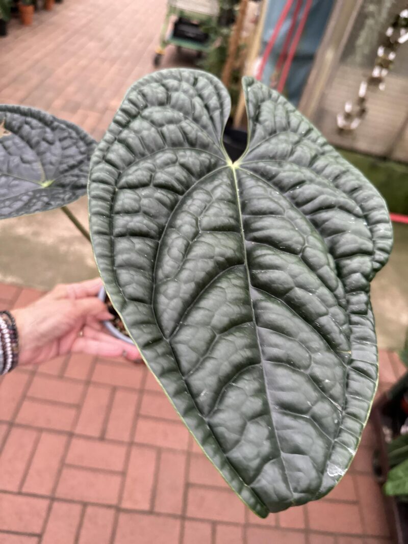 Anthurium Luxurians