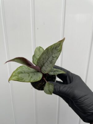 Apoballis acuminatissima ‘Lavallaei’ – Homalomena Purple Sword