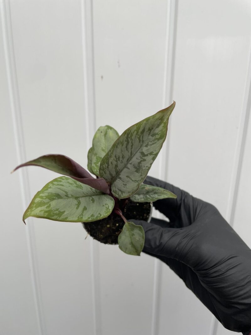 Apoballis acuminatissima ‘Lavallaei’ – Homalomena Purple Sword