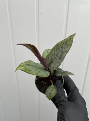 Apoballis acuminatissima ‘Lavallaei’ – Homalomena Purple Sword