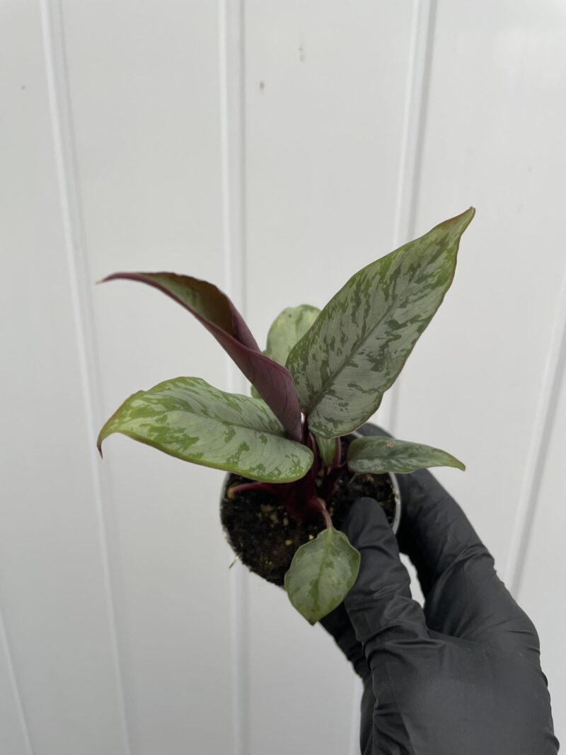 Apoballis acuminatissima ‘Lavallaei’ – Homalomena Purple Sword