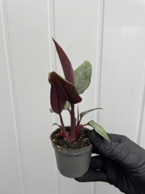 Apoballis acuminatissima ‘Lavallaei’ – Homalomena Purple Sword