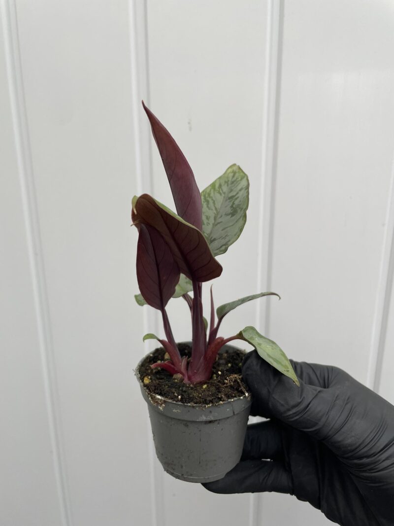 Apoballis acuminatissima ‘Lavallaei’ – Homalomena Purple Sword