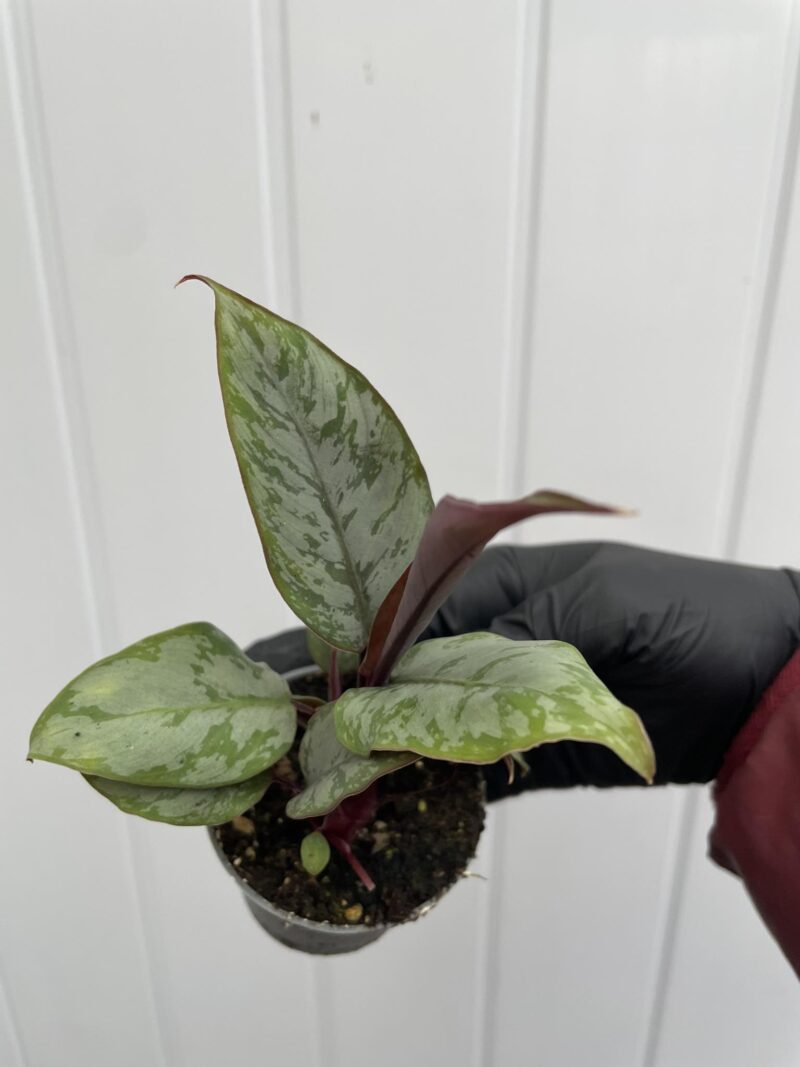 Apoballis acuminatissima ‘Lavallaei’ – Homalomena Purple Sword