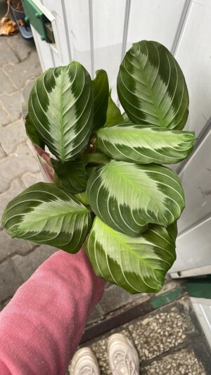 Maranta leuconeura ‘Silver Band’