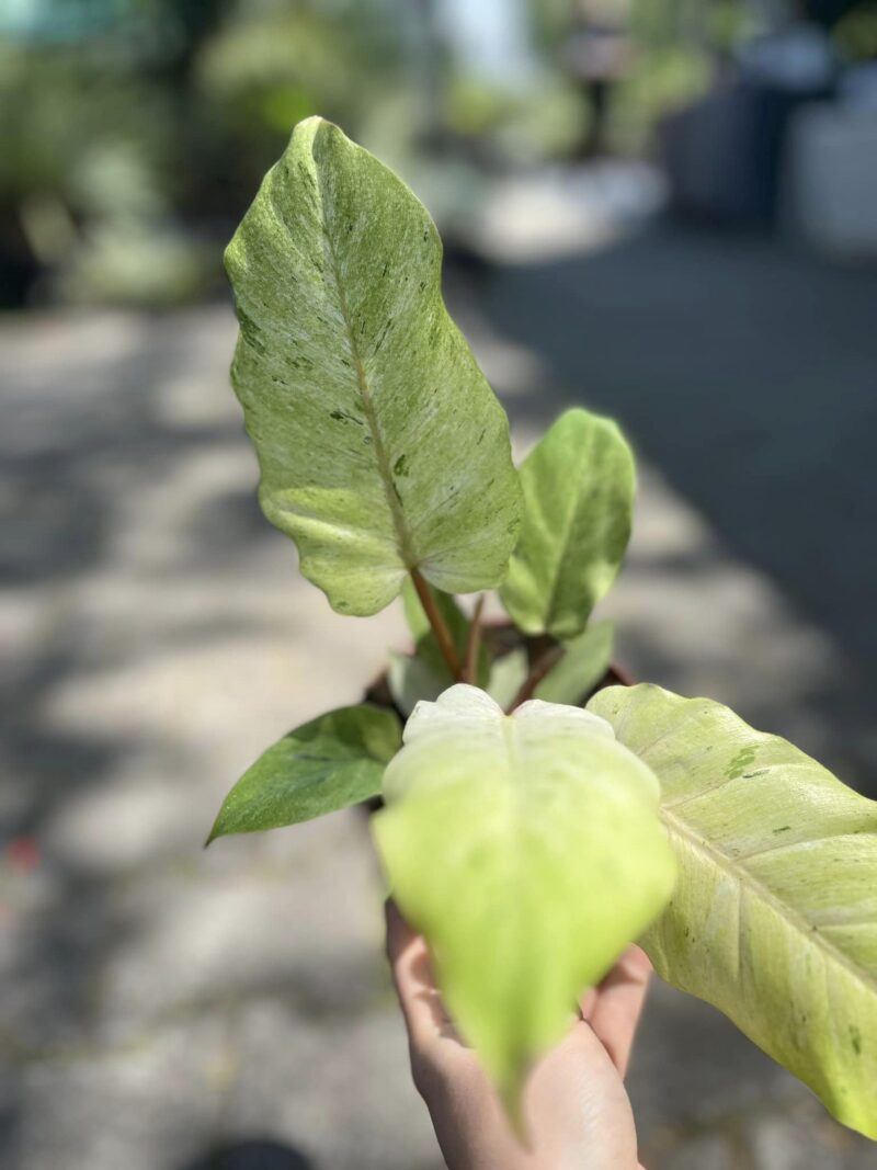 Philodendron Snowdrift