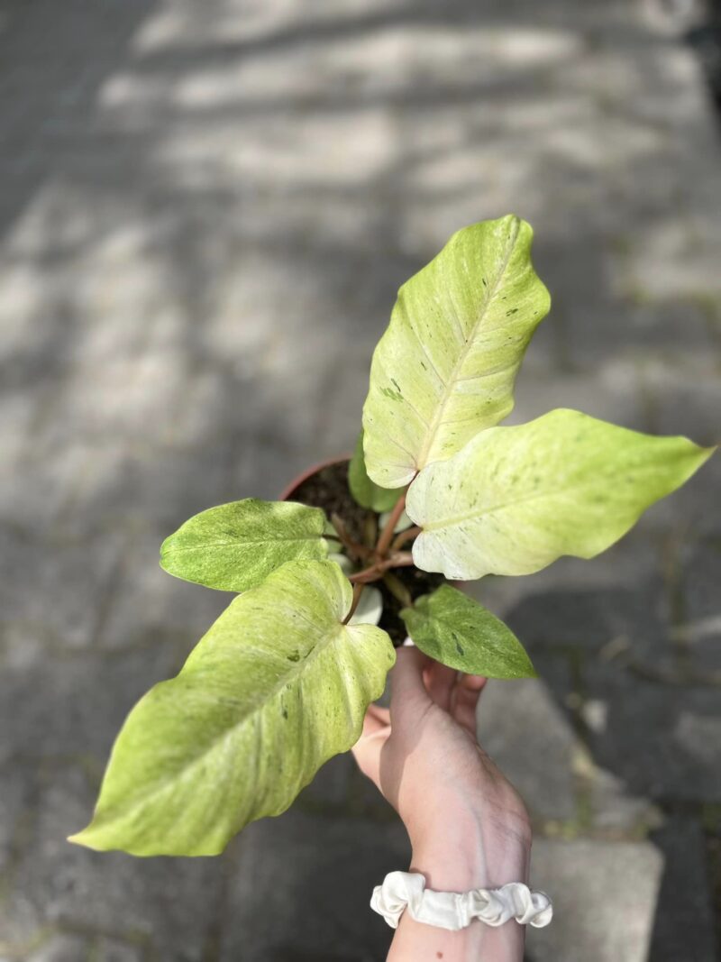 Philodendron Snowdrift