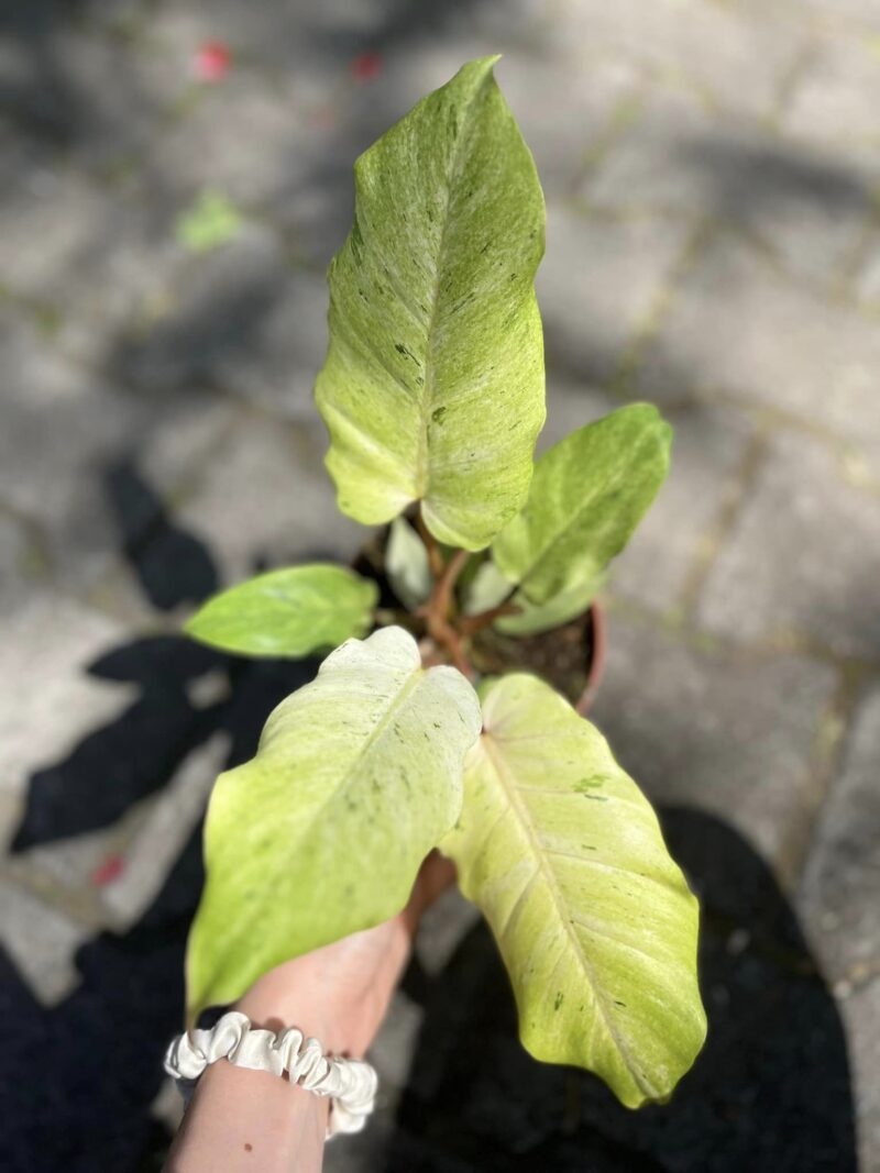 Philodendron Snowdrift