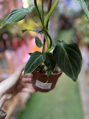 Philodendron Splendid