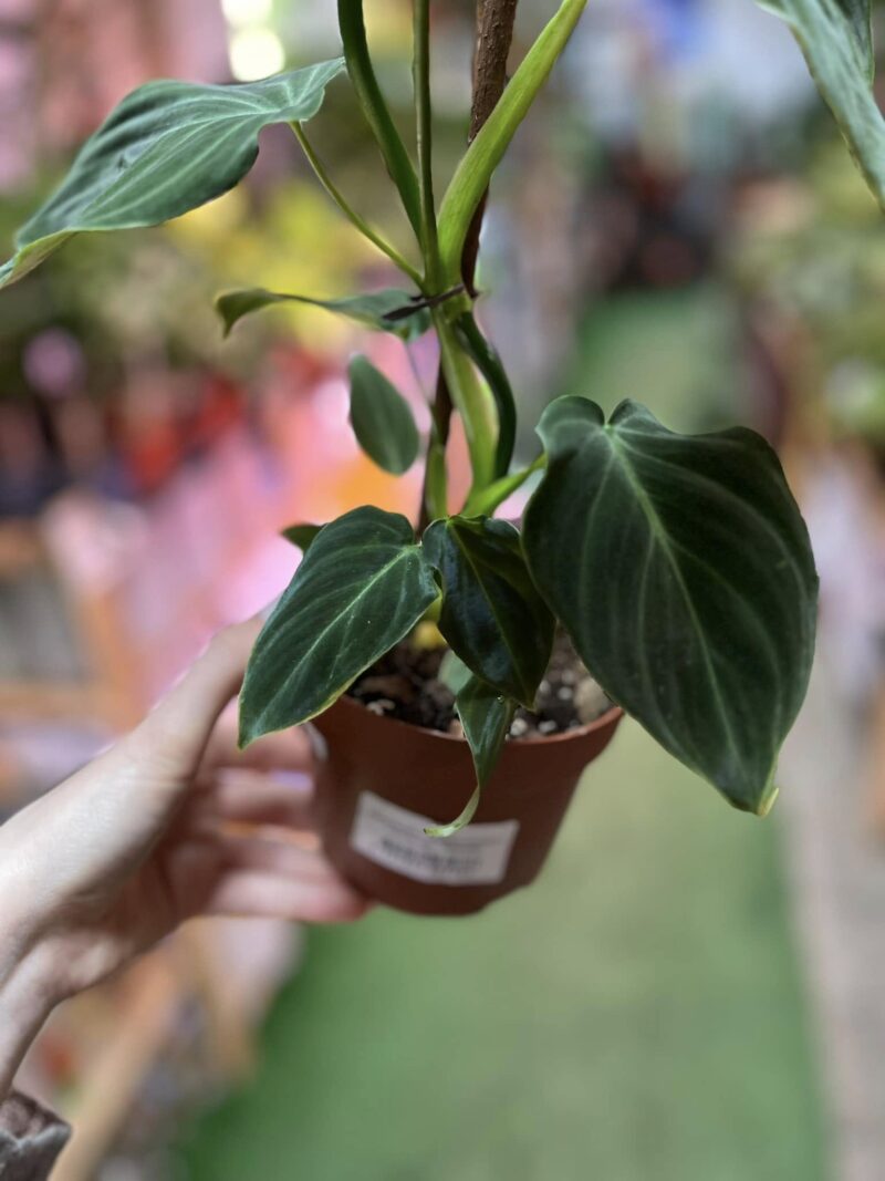 Philodendron Splendid