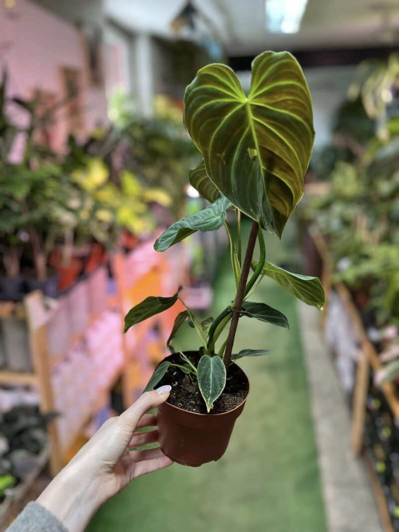 Philodendron Splendid
