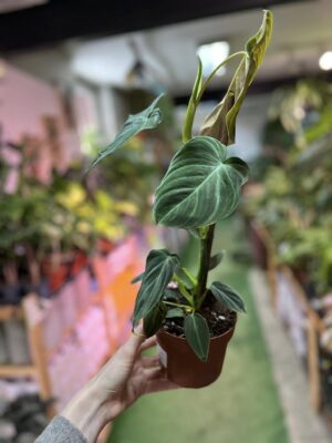 Philodendron Splendid